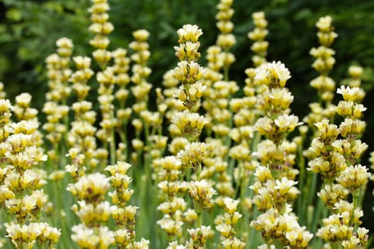 sisyrinchium striatum