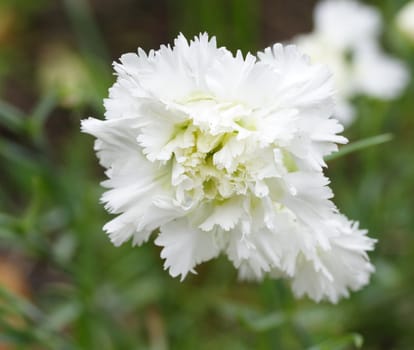 white dianthus