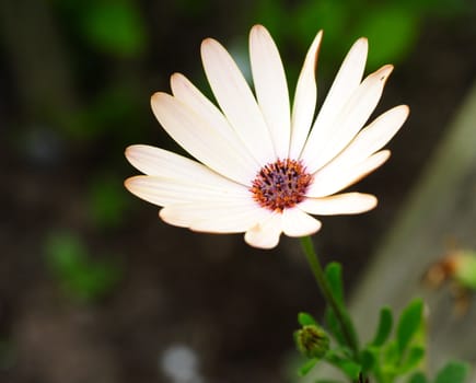 osteospermum