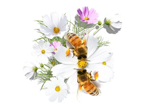 Beautiful camomile on the white background with  bees