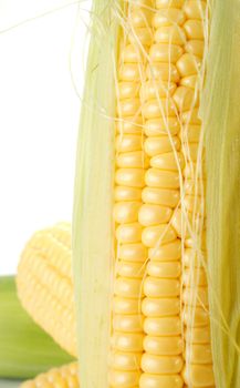 Ripe fruits of sweet corn on white 