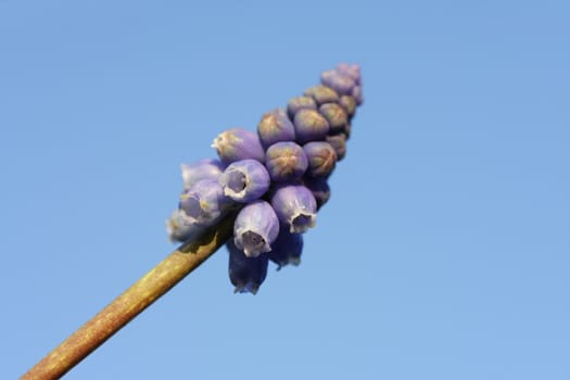 ajuga/grape hyacinth