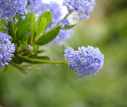 californian lilac,