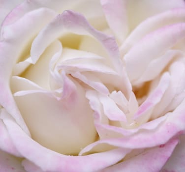 white rose with pink edges