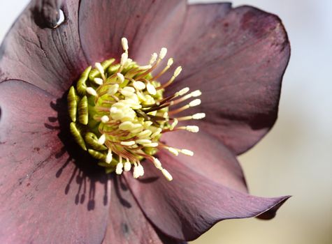 hellebore niger