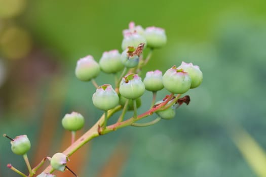 blueberries