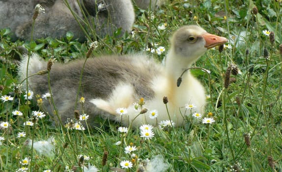 gosling