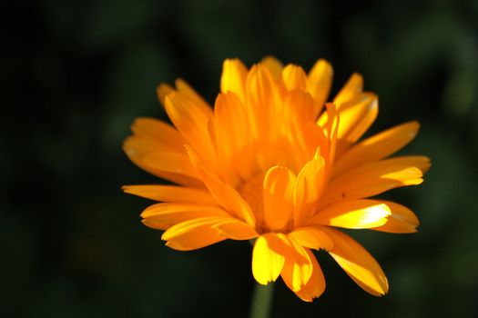 Close up of the orange calendula flower.