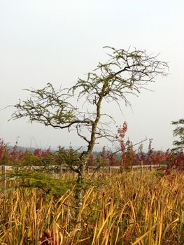 fragile tree growing in a marsh in a park in Magog, Province of Quebec, Canada