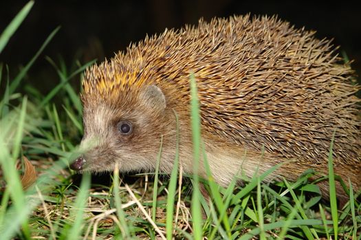 Night hedgehog, Evpatoria, Crimea, settlement Zaozernoe, Ukraine