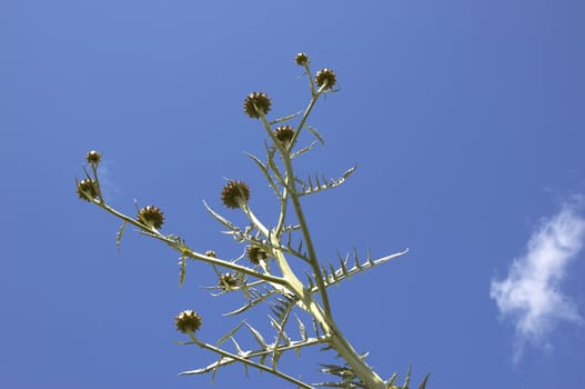 A cardoon with a clear blue sky background