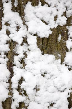 Snow on the trunk of an Oak tree