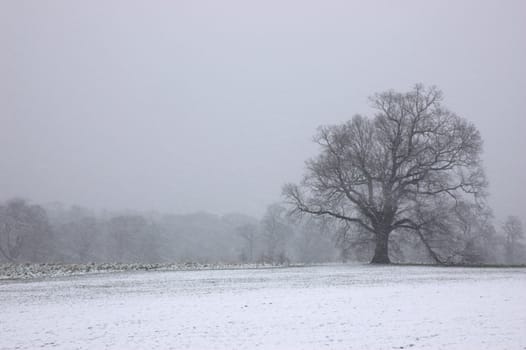 A view of trees in winter with snow falling