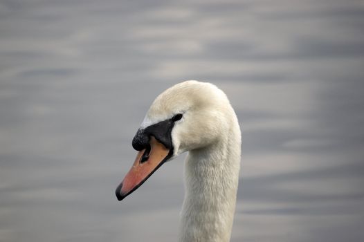 A portrait of a Mute Swan