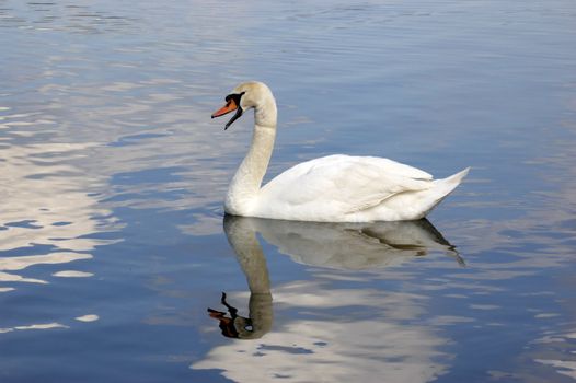 A portrait of a Mute Swan