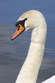 A portrait of a Mute Swan