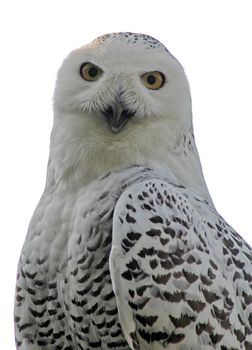 Portrait of a Snowy Owl on a white background