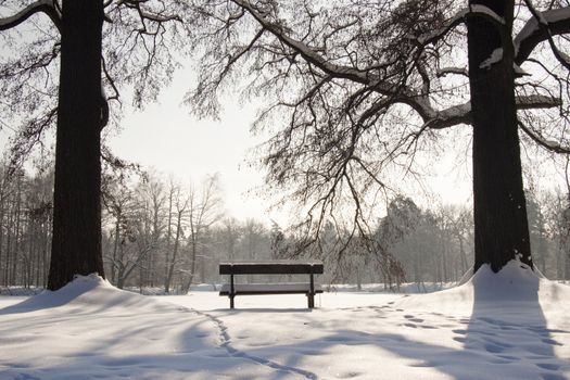 Two big tree and wooden empty bench in the park - Swierklaniec. Winter time