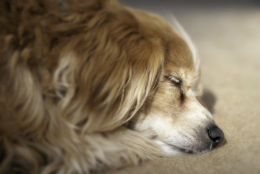 An old Cockapoo dog is having a sleep on the carpet - Shallow depth of field - Focus on face