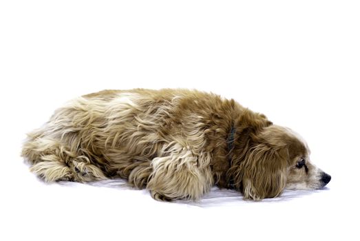 A cockapoo lying on the floor, isolated against a white background.