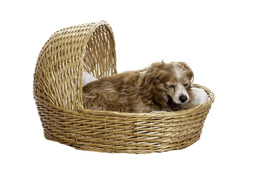A tired cockapoo is yawning while lying in a bassinet, isolated against a white background