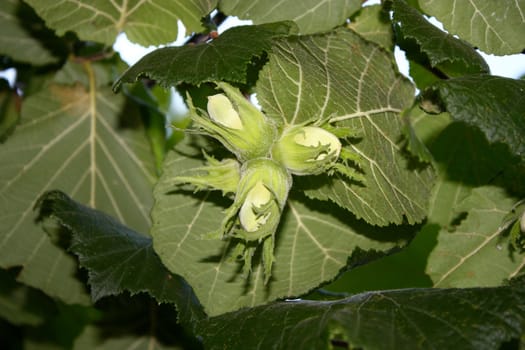 green hazelnuts on the tree