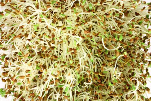 Alpha-alpha sprouts, close-up of edible sprouted seed