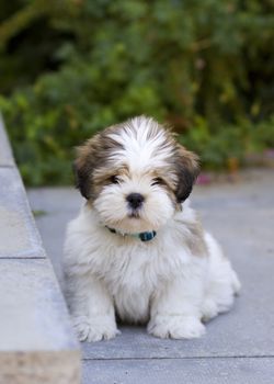 Cute lhasa apso puppy sitting on the patio