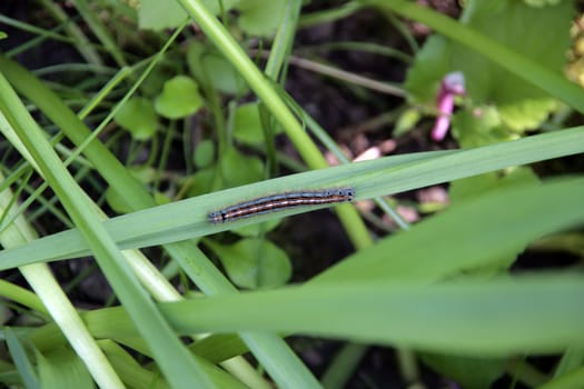 Caterpillar