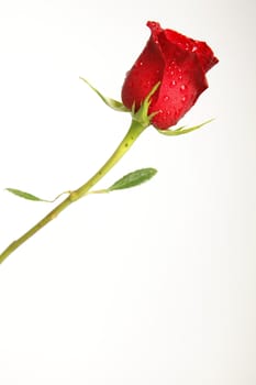 A single stemmed red rose with a white background