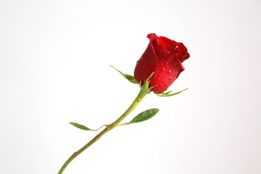 A single stemmed red rose with a white background