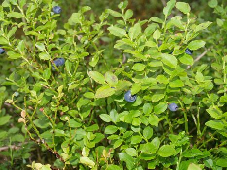 blueberrygrass