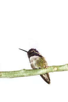 Costa's hummingbird on the branch isolated over white surface.
