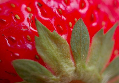 macro of strawberry with leaves