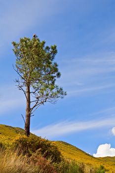 Lonely tree against blue sky.