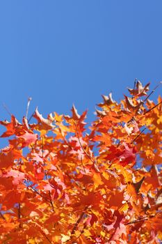 Beautifall autumn leaves on a bright autumn day