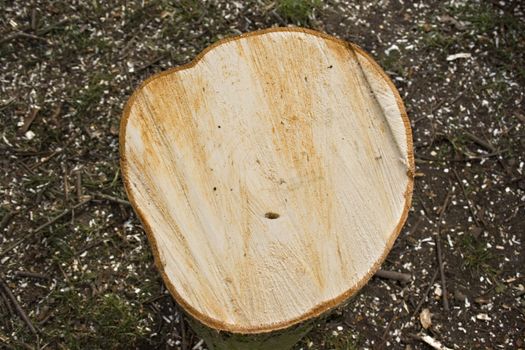 Close up of a freshly cut log, showing the marks of the chainsaw