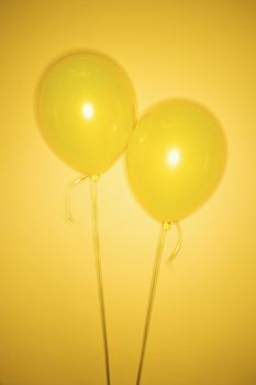 Still life of yellow balloons on yellow background.