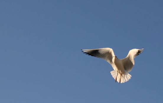 Seagull in flight against a clear blue sky