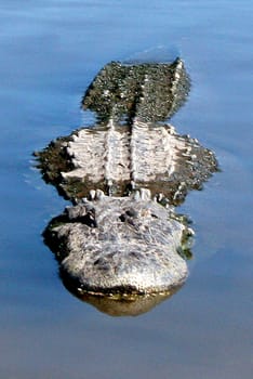 Alligator in a lake swimming. Coming towards camera.