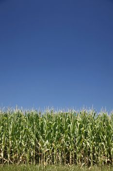 Cornfield on a bright summer day - large XXL file shot with a 21 megapixel camera