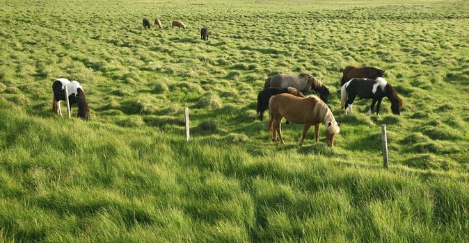 Grazing horses in a grassy field on a sunny day