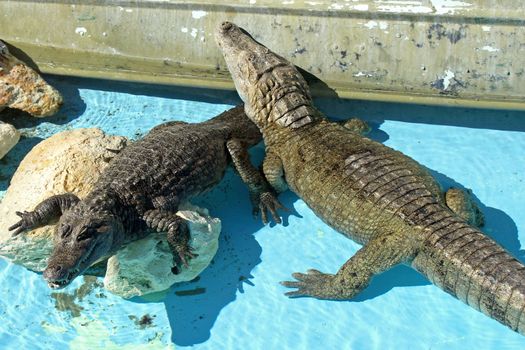 2 Alligators in an exhibit, water and rocks.