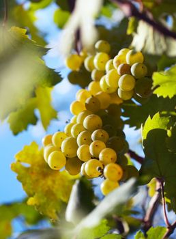 Ripe grapes ready for harvest. Close-up view