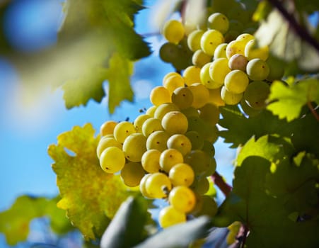 Ripe grapes ready for harvest. Close-up view