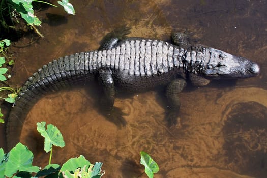 Alligator laying in a lake, brown water.