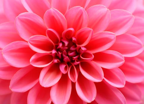 Pink Dahlia