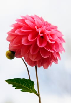 Pink Dahlia