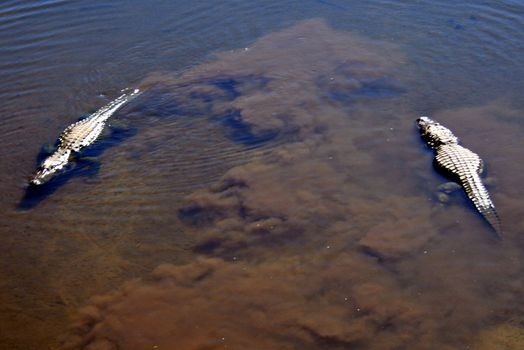 2 alligators swimming in a lake