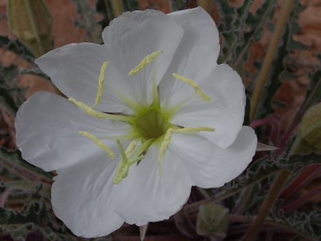 Close-up of a wild primrose